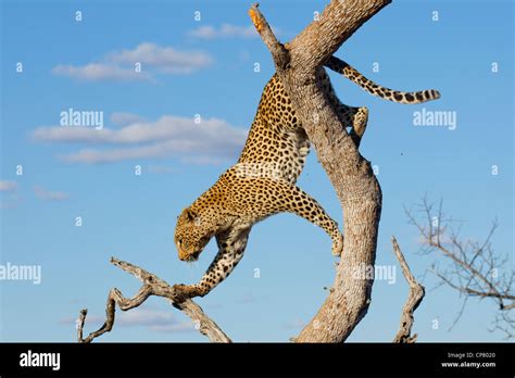 African Leopard Panthera Pardus Climbing Down A Tree In South Africa