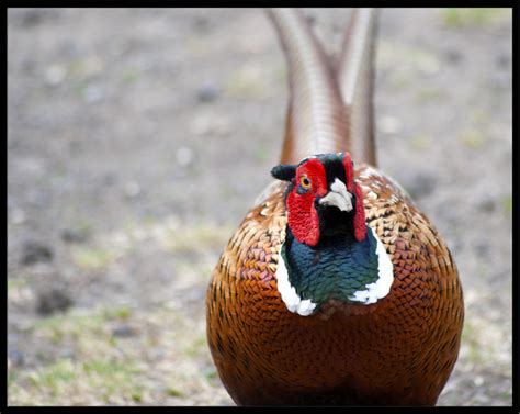 Pheasant Flickr