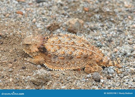 Horned Lizard stock photo. Image of nature, conceptual - 36595198