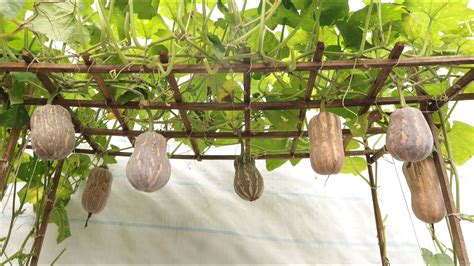 Free Drip Irrigation To Grow Pumpkins For Many Fruits In Plastic