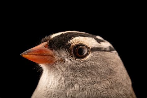 Bir077 00479 Joel Sartore