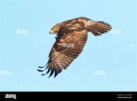 Juvenile Red Tailed Hawk In Flight Stock Photo Alamy