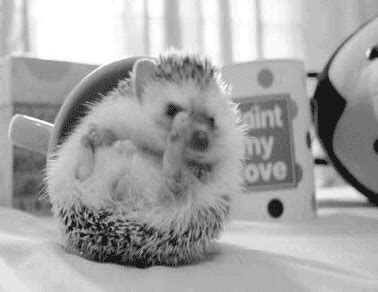 Hedgehog Falling GIF - Find & Share on GIPHY