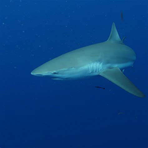 Sharks Of Florida | Shark Tours FL