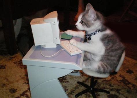 Kitten Using A Computer Cats Know Your Meme