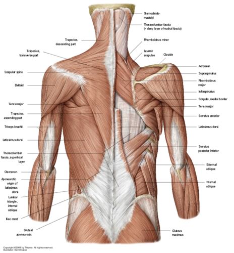 Spinal Anatomy Myology Flashcards Quizlet