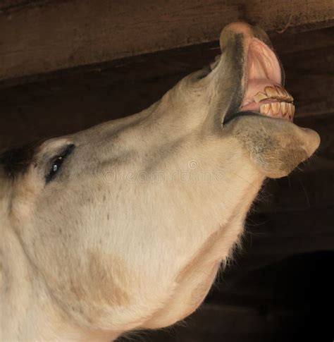 Ugly Horse Teeth