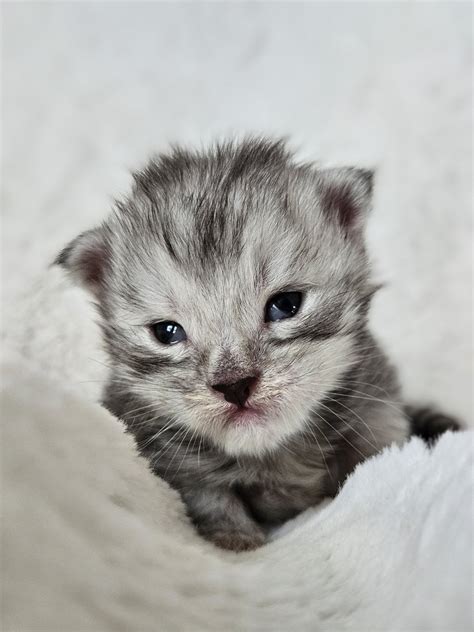 Zeus De L Or Sauvage Chaton Maine Coon Loiret