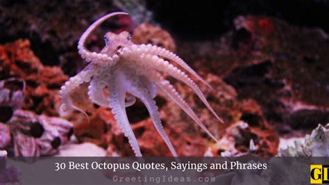 30 Best Octopus Quotes, Sayings and Phrases