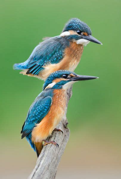 Two Kingfishers By Sergey Ryzhkov Print Image Kingfisher Bird