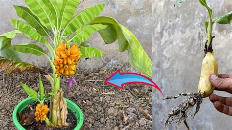 How To Propagate Banana From Banana Fruit Get The Best Fast Fruit Youtube