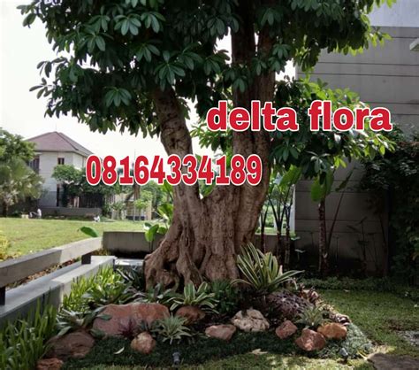 Tukang Taman Bogor Cilengsi Lansecap Arsitektur Delta Flora