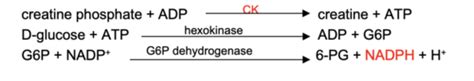 Tutorial 1: Creatine Kinase Flashcards | Quizlet