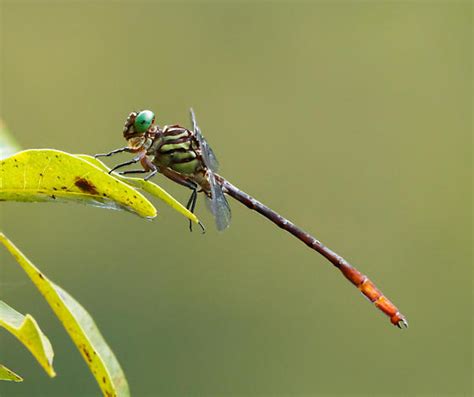 Russet Tipped Clubtail Stylurus Plagiatus BugGuide Net