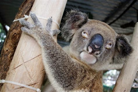 How To Identify A Sick Or Injured Koala | Wildlife Watcher