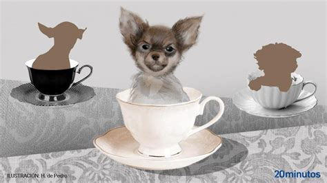 La verdad de los perros tamaño taza de té