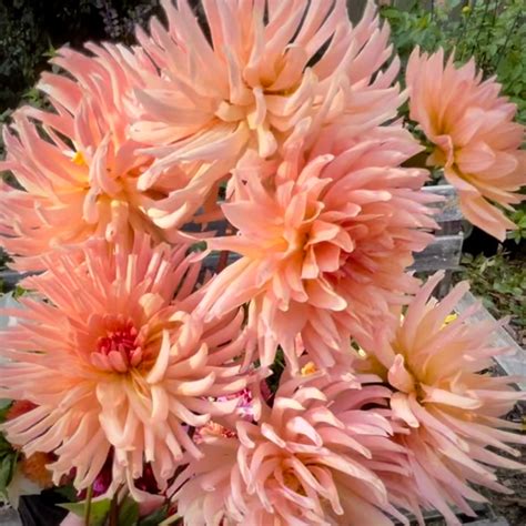 Dahlia Preference Semi Cactus 1 Tuber Lilys Garden Store