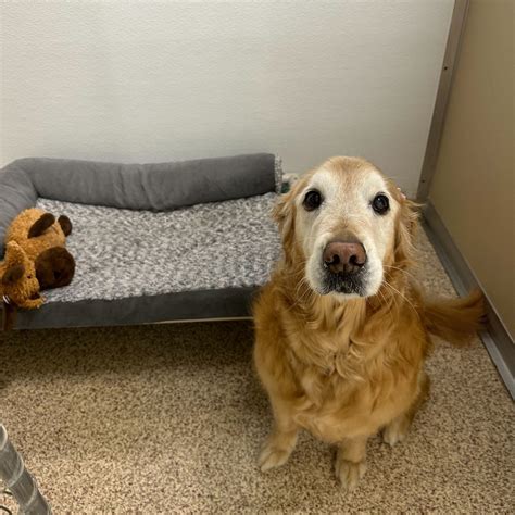 Whiskers Resort & Pet Spa | Room Service | Grand Rapids, MI