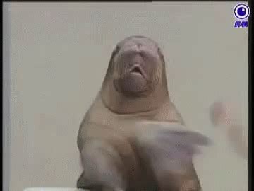 Clapping Seal Funny Animals GIF - Clapping Seal Funny Animals Seals ...