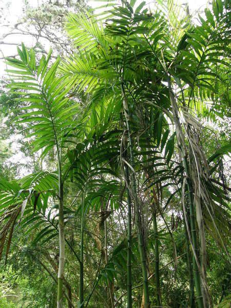 Bamboo Palm Facts Benefits How To Grow And Care Tips