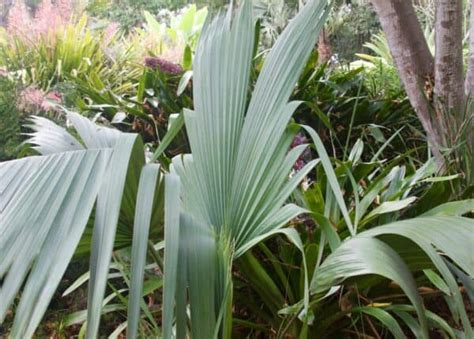 Popular Hardy Palm Trees For Small Gardens