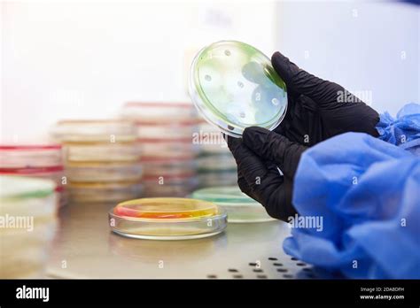 Gloved Hand Of A Technician Or Scientist Working With Petri Dish In