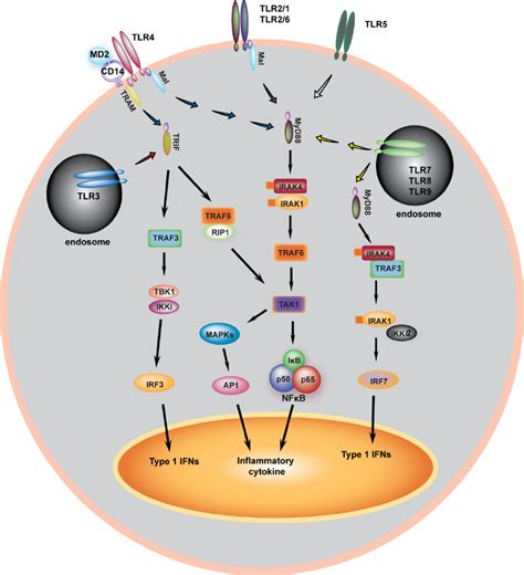 Cytokine Signaling Pathway