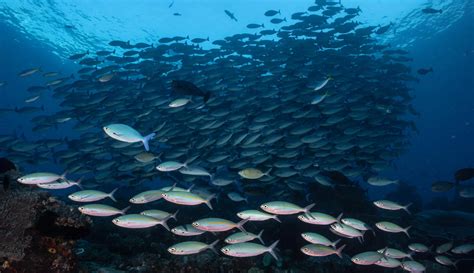 Menikmati Keindahan Bawah Laut Raja Ampat Yang Tiada Tara Page 1