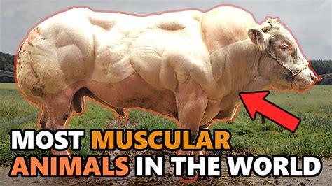 15 Most Muscular Animals In The World Youtube