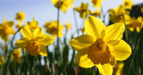 Daffodils By William Wordsworth