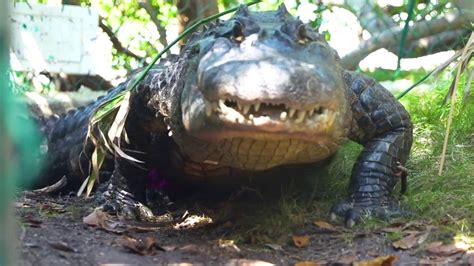 Meet The Alligator Florida Keys And Key West Theater Of The Sea Youtube