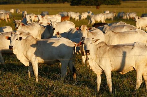 Produção de carne bovina bate recorde no Brasil em 2023 diz USP