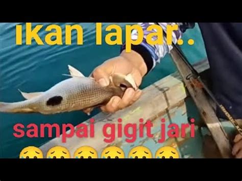 Panen Ikan Tompel Sampai Kewalahan Hingga Terdampar Di Pulau Panjang