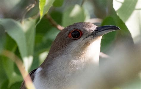 Black Billed Cuckoo Bird Laura Erickson S For The Birds