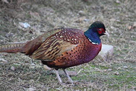 Common Pheasant Common Pheasant Phasianus Colchicus Uzairsaeed