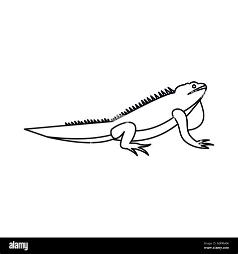 Iguana Black And White Clipart