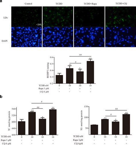 Effect Of TCDD On Intracellular Lipid Accumulation In THP 1