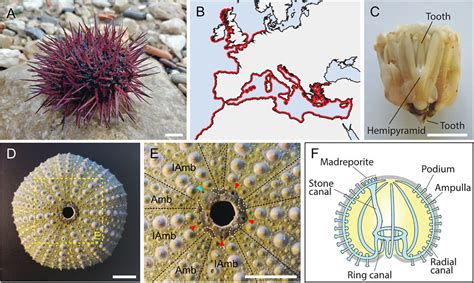 Sea Urchin Test Labeled