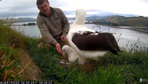 Albatross webcam | A Gallery from Nine To Noon | RNZ National