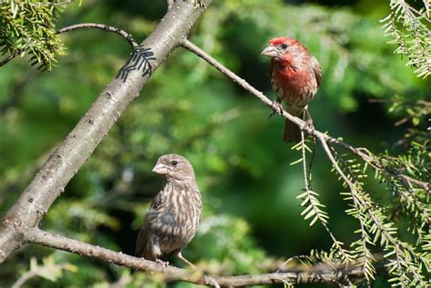 All You Need To Know About Finches In Texas Id And Song Guide Bird Advisors In 2022