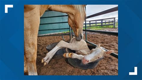 Rescued horse gives birth to healthy, female foal at Houston SPCA ...