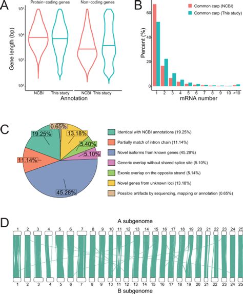 An Improved Transcriptome Annotation Reveals Asymmetric Expression And