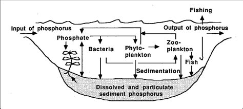 Phosphorus Cycle Lake