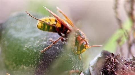 Dying European Hornet Tumbling On Ground After Leaving Hornets Nest Alone Stock Footage Video