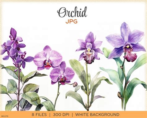 Watercolor Orchids Clip Art Jpgs Purple Orchid Violet Aquarelle