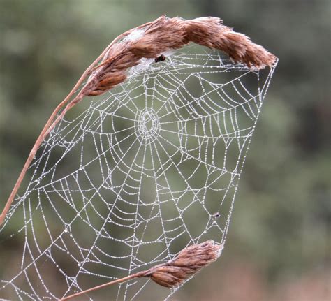 appleton wildlife diary spiders webs