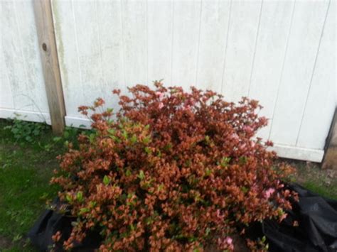 Why Is My Potted Azalea Dying 7 Reasons The Garden Hows