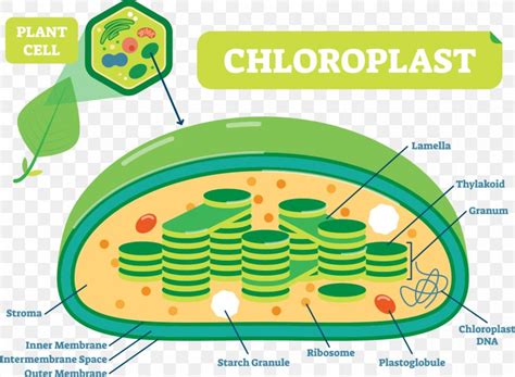 Plant Structure Plant Cell Chloroplast Plants Diagram, PNG, 1317x967px, Plant Cell, Biology ...