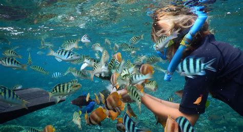 Snorkelling At Pemuteran Total Bali Activities