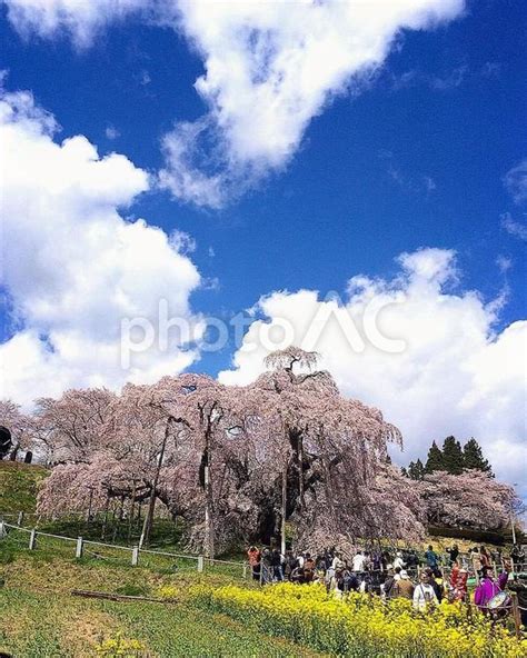 三春の滝桜 No 29427919｜写真素材なら「写真ac」無料（フリー）ダウンロードok